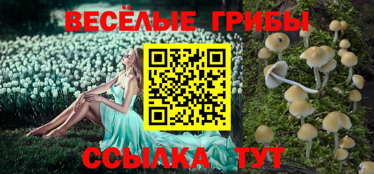 Гурьевск  Галлюциногенные грибы Psilocybe  Вход с VPN 